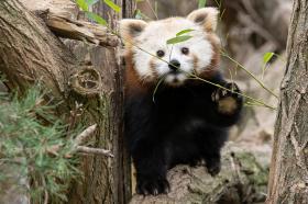 Edukáció és fajmegőrzés áll a középpontban Bécsben